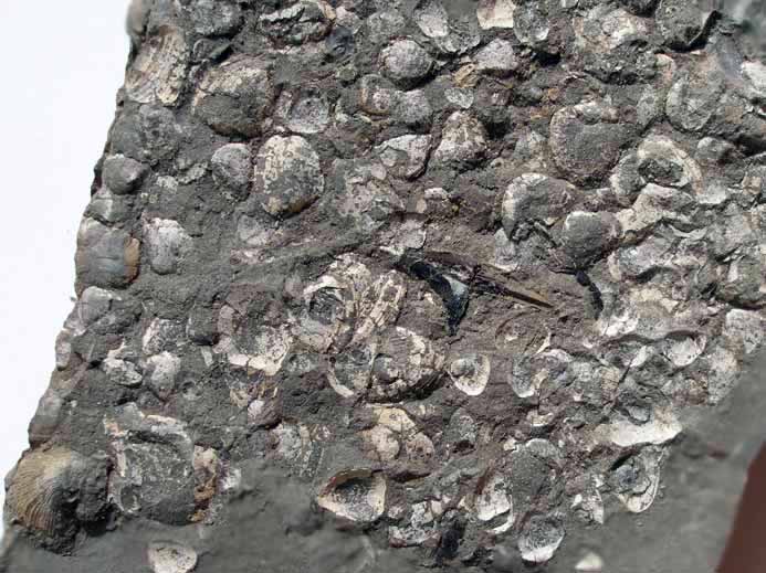 Poissons fossiles : ceintures pectorales (cleithrum, clithrum) jurassique Boulonnais